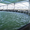  Padmavahini transformer  for  Aqua farm 