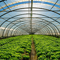 Padmavahini transformer  for  Horticulture