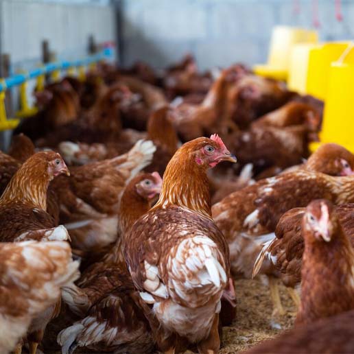 Poultry Transformer - Reliable power for poultry farms