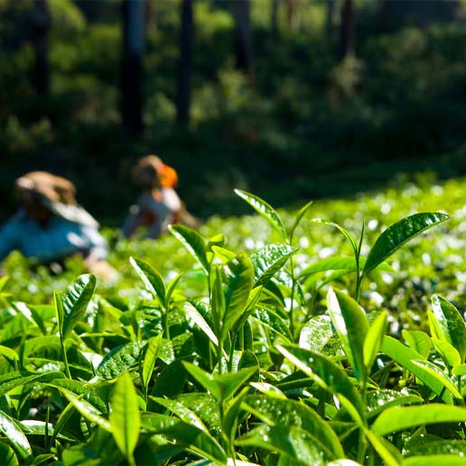 Tea Estate Transformer - Stable power for tea plantations.