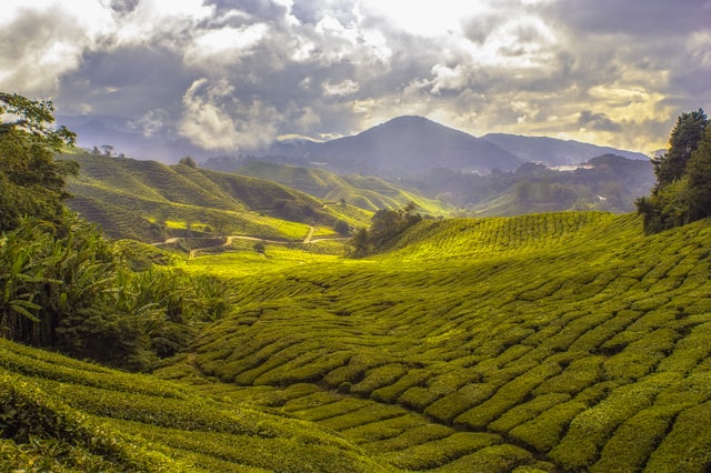 Tea Estate